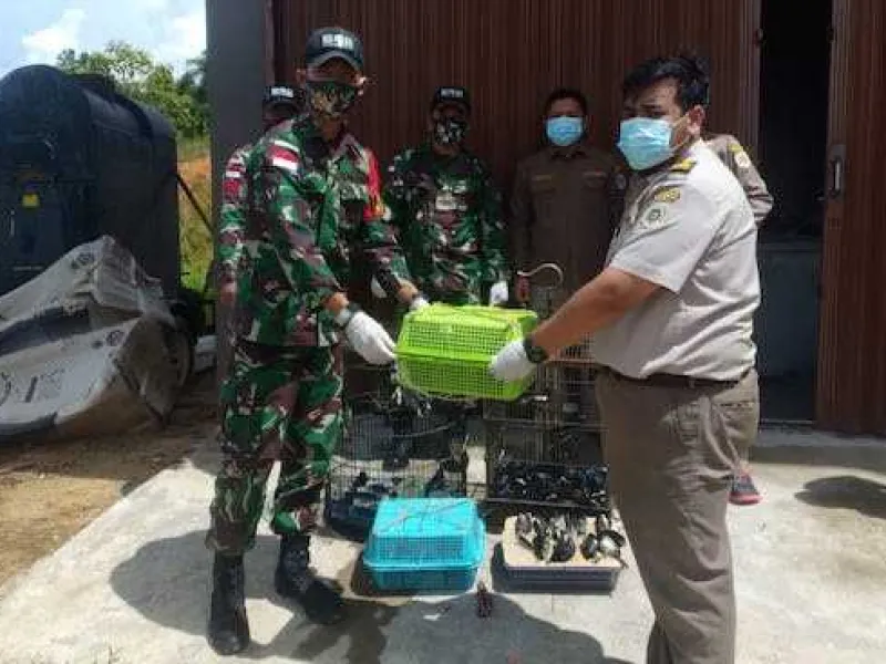 Petugas Amankan 50 Burung Kacer Ilegal di Perbatasan RI-Malaysia