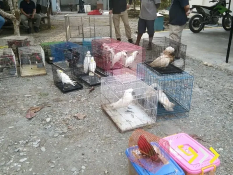 Petugas Gabungan Sita 72 Satwa Dilindungi di Mimika