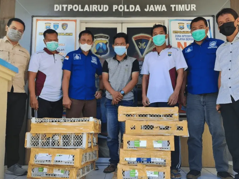 Petugas Sita Ratusan Burung yang Disembunyikan di Tumpukan Rongsokan Besi