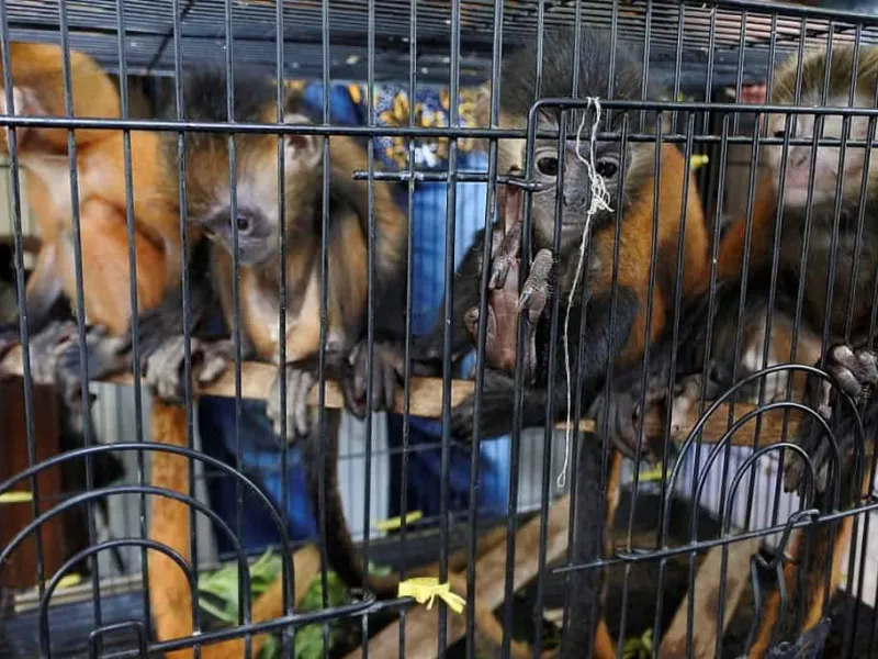 Polda Banten Ciduk Penjual Lutung Jawa dan Kancil via Medsos