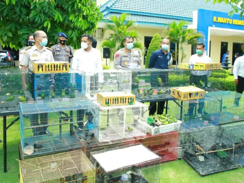 Polda Jatim Gagalkan Penyelundupan Cucak Hijau dari Kalimantan