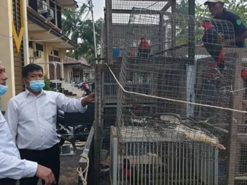 Polda Kalbar Gerebek Rumah yang Memiliki 15 Burung Kasturi Kepala Hitam