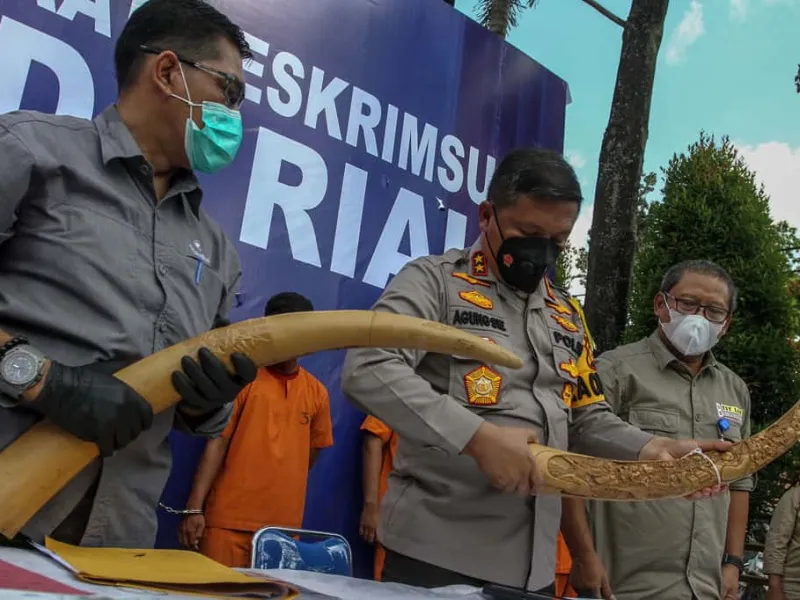 Polda Riau Ungkap Perdagangan Gading Gajah Bernilai Ratusan Juta