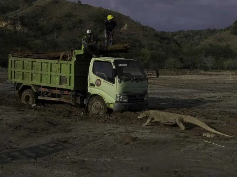 Polemik Pembangunan 'Jurrasic Park' di Taman Nasional Komodo
