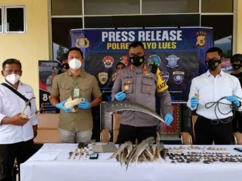 Polisi Amankan 2 Penjual Organ Tubuh Satwa Liar di Aceh
