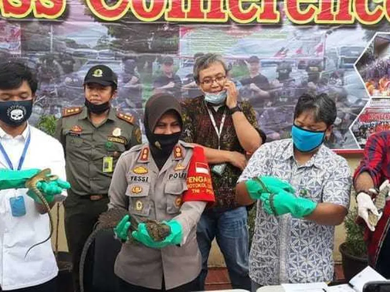 Polisi Gagalkan Penyelundupan 153 Reptil Liar di Bandara Soetta