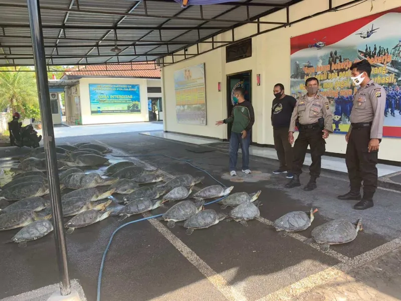 Polisi Gagalkan Penyelundupan 36 Penyu Hijau dari Sumbawa ke Bali