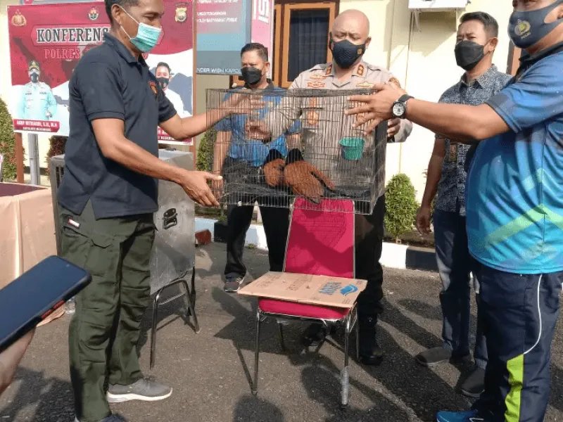Polisi Mukomuko Sita 3 Satwa Dilindungi yang Dipelihara Warga