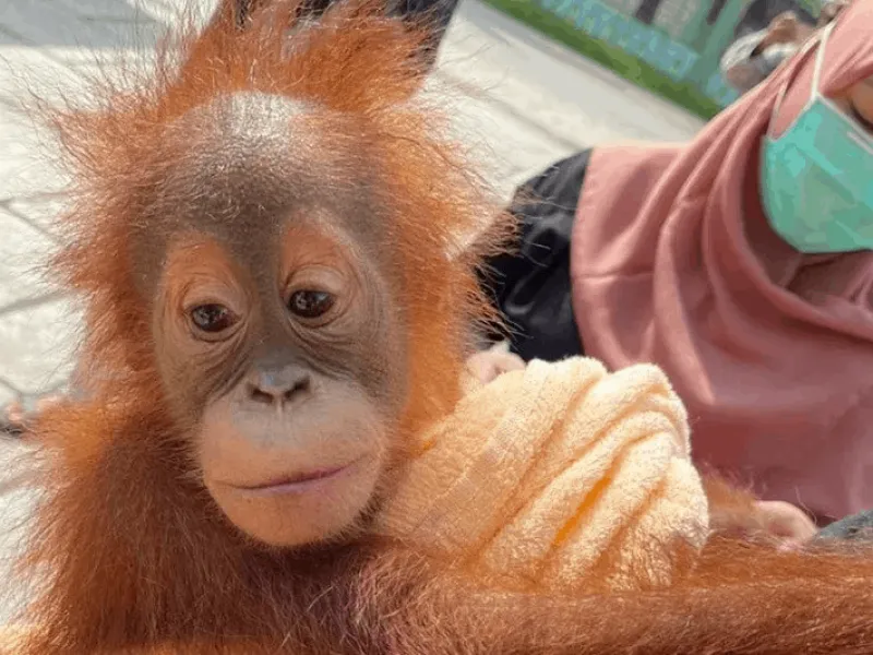 Polisi Tangkap 4 Penjual Orang Utan, 1 Pelaku Lain Melarikan Diri