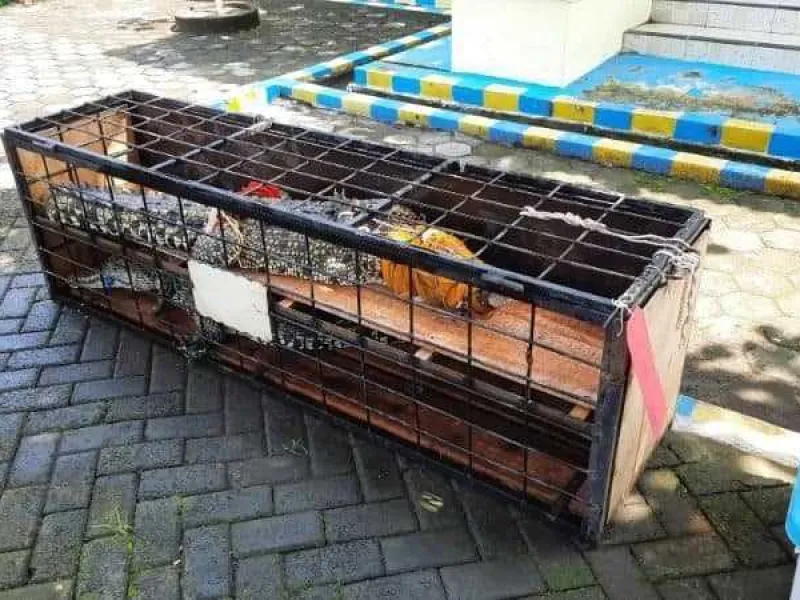Polisi Tangkap 6 Penjual dan Pemelihara Satwa Dilindungi di Yogyakarta