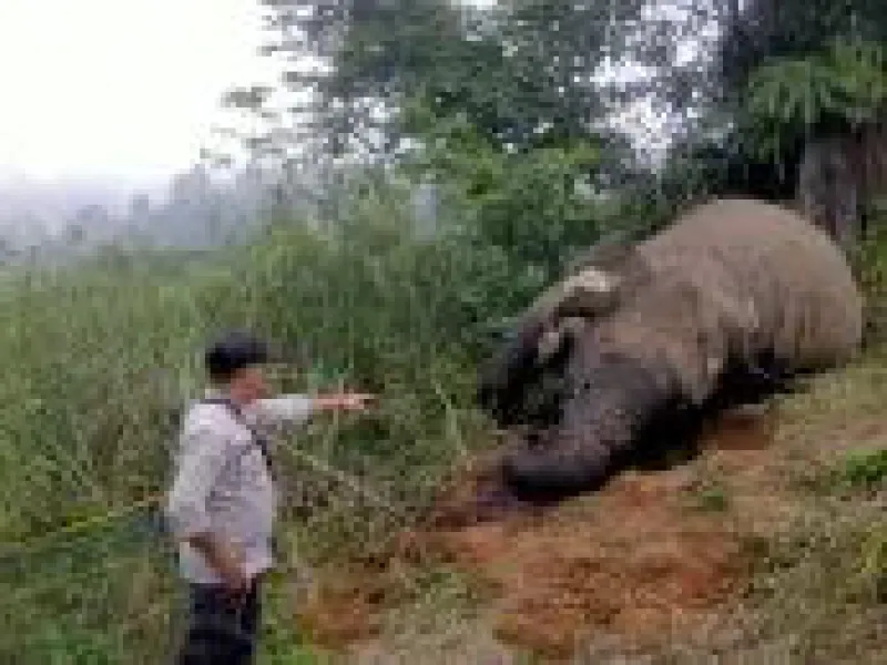 Polisi Ungkap Pelaku Kematian Gajah Tanpa Gading di Aceh Utara