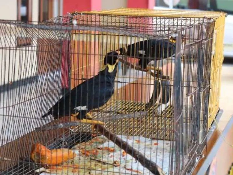 Polres Majalengka Ungkap Perdagangan Burung Tiong Emas