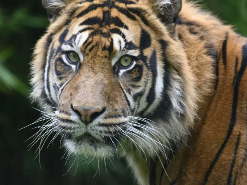 Polres Tebo Olah TKP Penemuan Tengkorak di Jalur Lintas Harimau