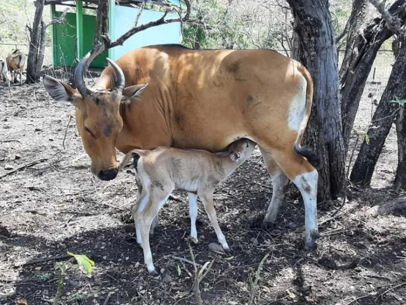 Populasi Langka, Akhirnya Ada Anak Banteng Jawa Lahir