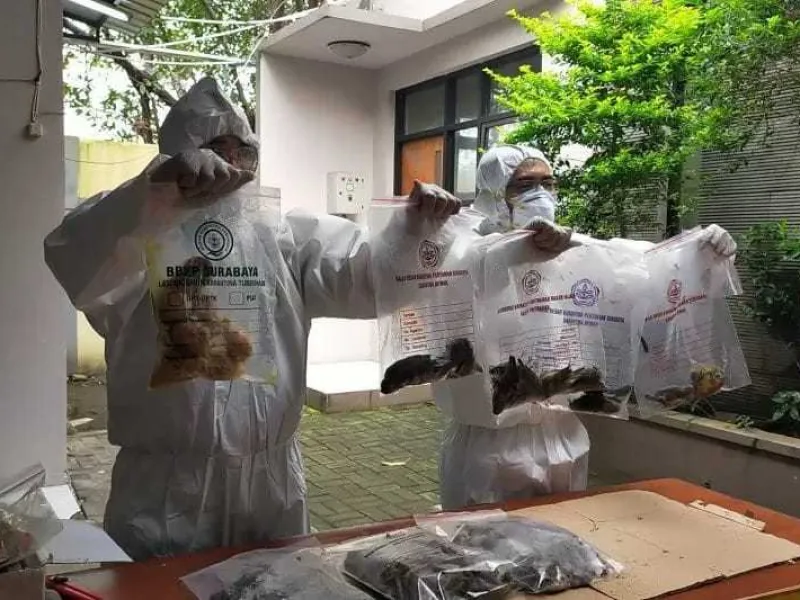 Ratusan Burung Tanpa Dokumen Dimusnahkan Oleh BBKP Surabaya