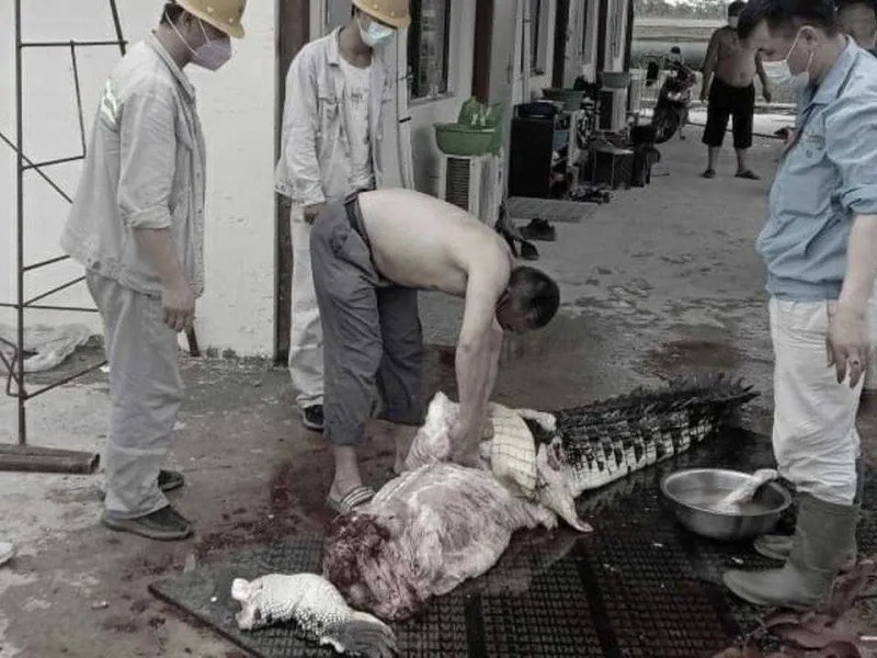 Sadis! TKA China Santap Buaya 3 Meter, Begini Kronologinya