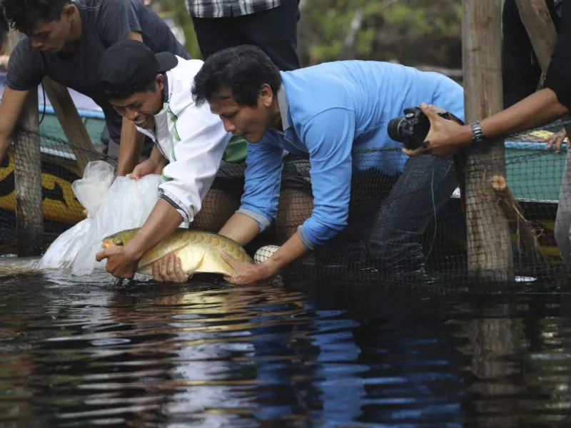 Sang 'Naga Merah’ Dilepasliarkan di Danau Sentarum