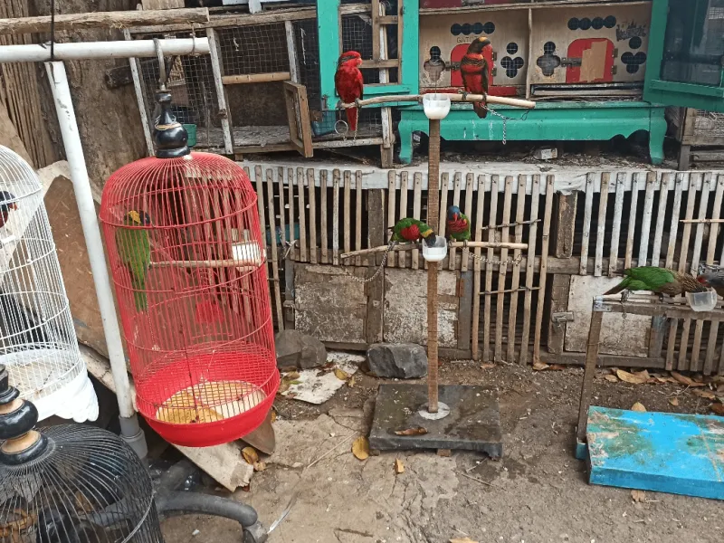 Satwa Dilindungi Dijual Terbuka di Pasar Burung Pramuka