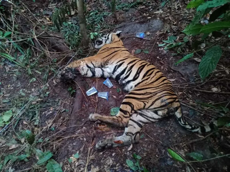 Satwa Dilindungi Kerap Mati di Area Konsesi: Perusahaan Harus Bertanggung Jawab!