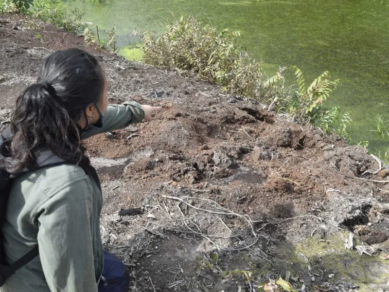 Satwa Dilindungi Terancam, KLHK Sulit Awasi Habitat di Kawasan Konsesi