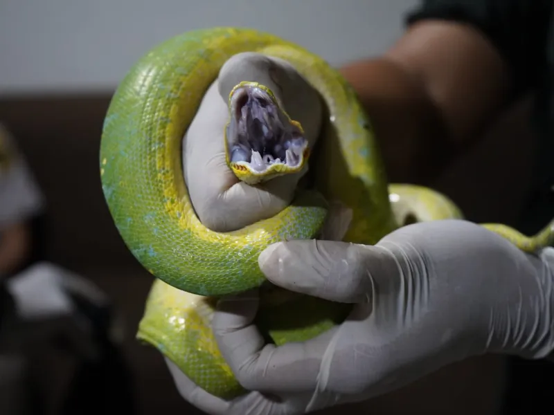 Sebanyak 243 Reptil Diselundupkan, 40 Persen di Antaranya Mati