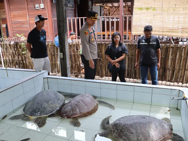 Sebanyak 5 Penyu Diamankan dari Penyelundupan, 1 dalam Kondisi Stres