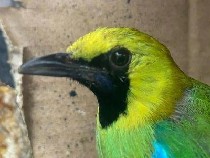 Sebanyak 982 Ekor Burung Diselundupkan di Sasis Truk di Bakauheni