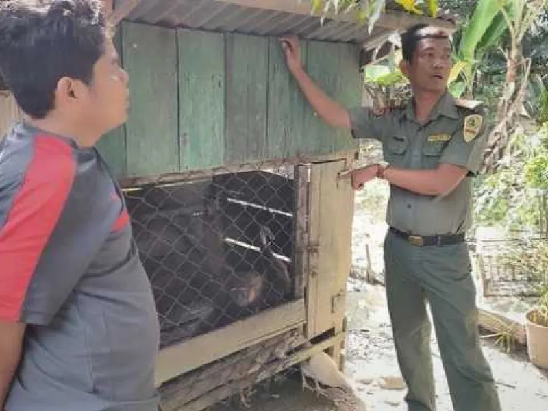 Sedang Sakit, Owa yang Dipelihara Warga Dievakuasi Oleh BBKSDA Sumut