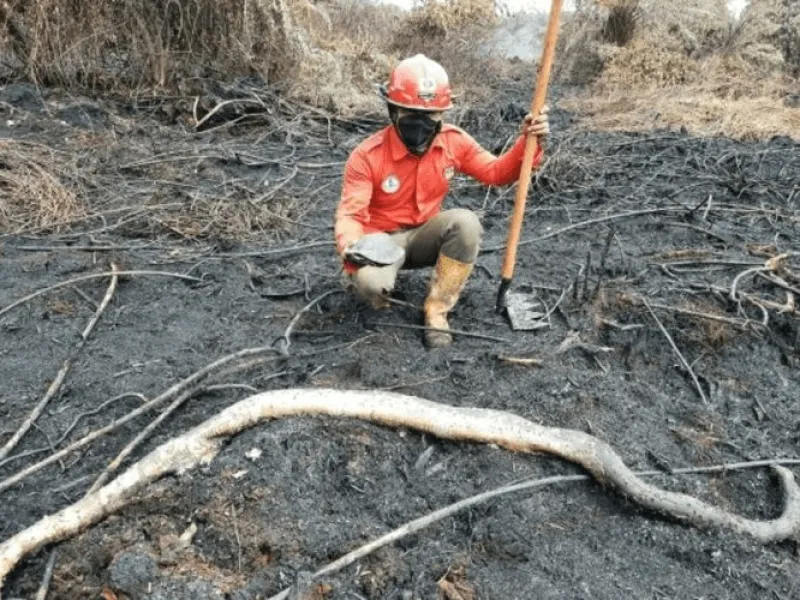 Sedih! Ular Sanca dan Kura-Kura Mati Terpanggang Akibat Kebakaran Hutan