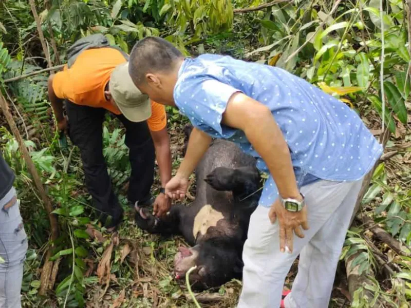 Seekor Beruang Ditemukan Mati Terkena Jerat