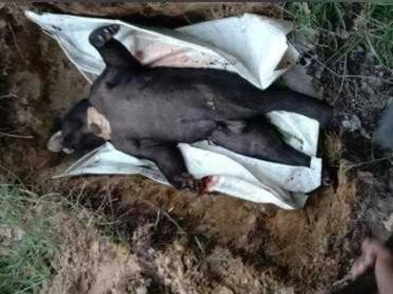 Seekor Beruang Madu Ditembak Mati di Kalimantan Selatan
