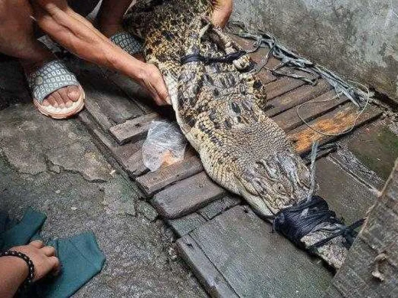 Seekor Buaya Dibuang di Got, Diduga Pemiliknya Kewalahan Mengurus