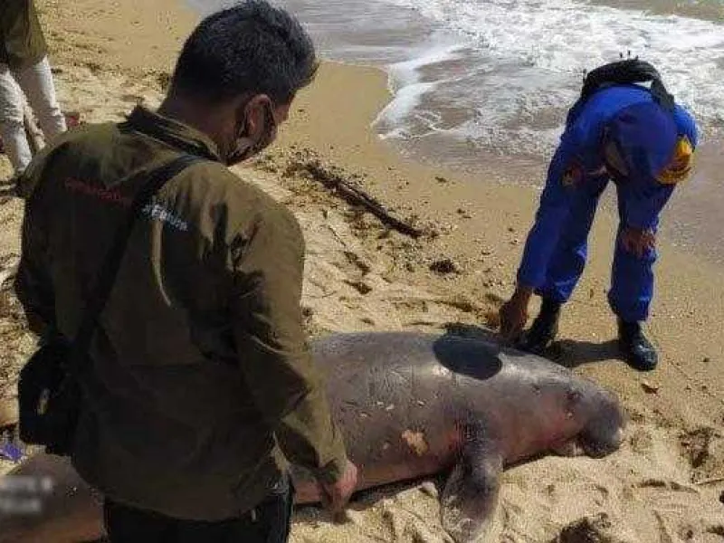 Seekor Dugong Mati Mengenaskan dengan Dua Luka Tembak di Tubuhnya