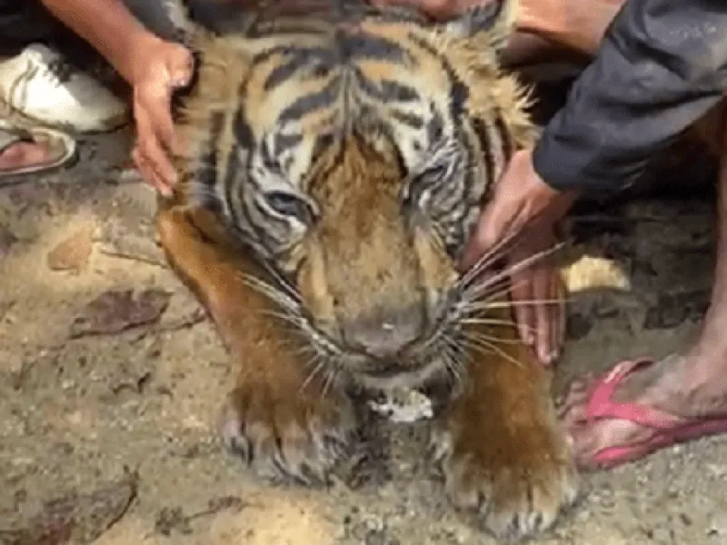 Seekor Harimau Sumatera Mati di Pasaman, Diduga Karena Dehidrasi