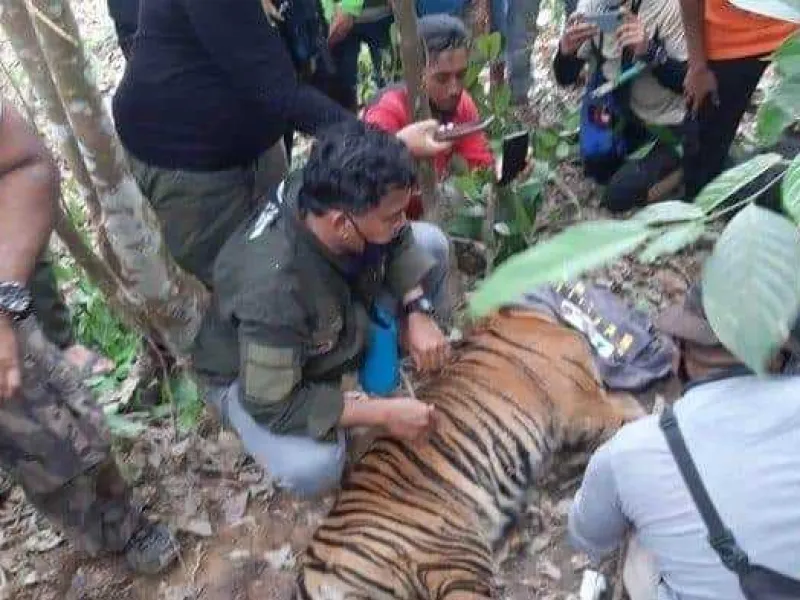 Seekor Harimau Sumatera Terluka Karena Terjerat Perangkap Babi