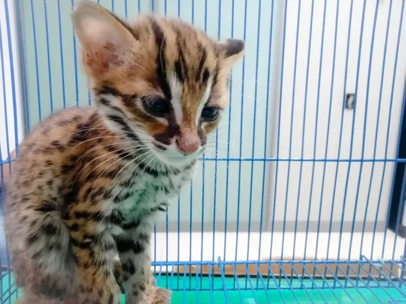 Seekor Kucing Kuwuk Ditemukan di Kandang Ayam di Kabupaten Agam