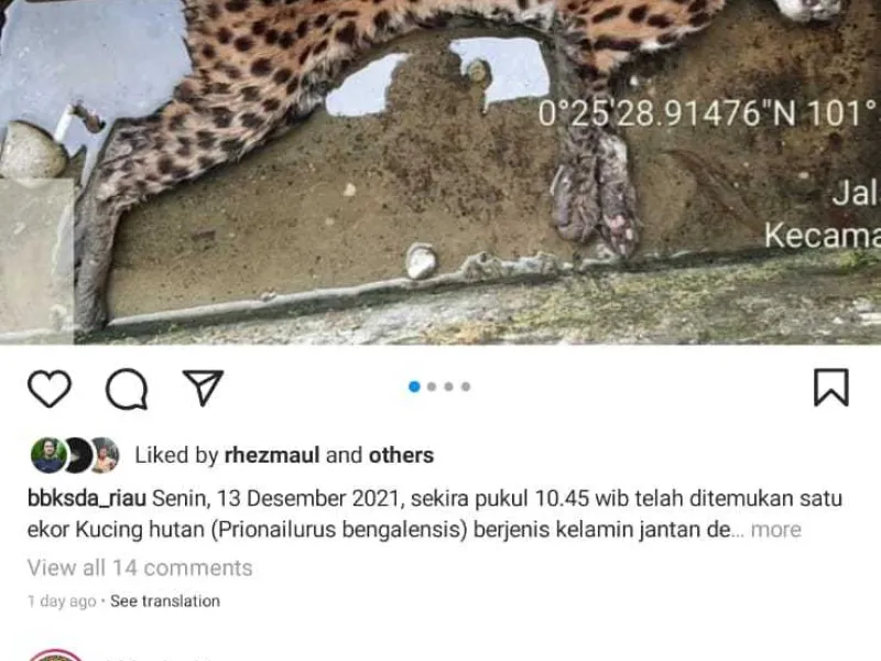 Seekor Kucing Kuwuk Mati di Got Konsesi RAPP