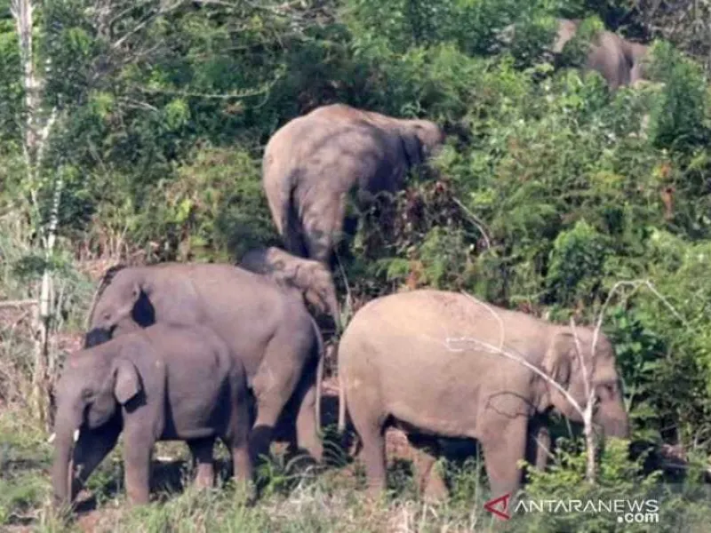 Sekawanan Gajah Sumatera Datang ke Permukiman dan Kebun Warga