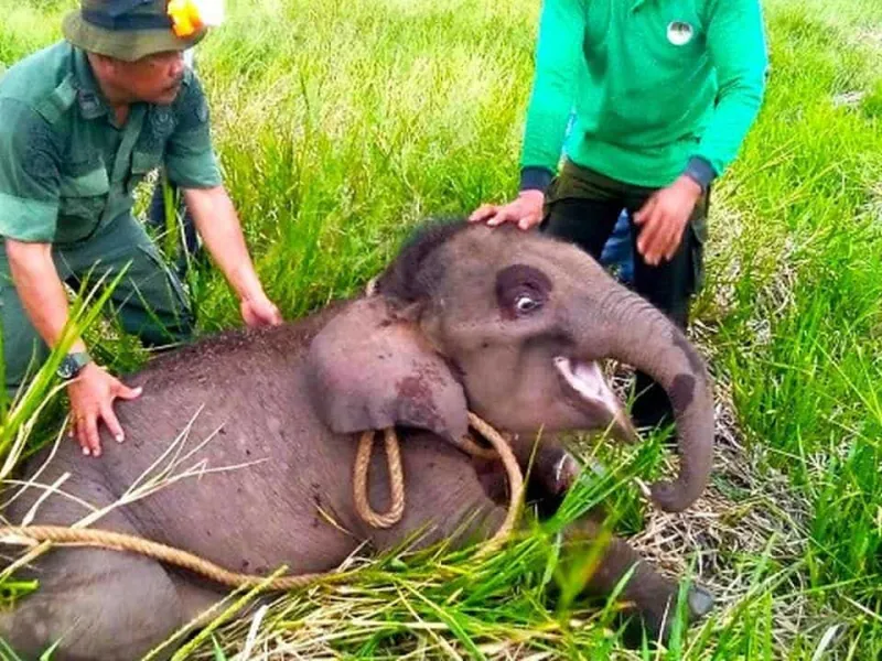 Selamat dari Jerat, Gajah Togar Siap Bantu Atasi Konflik Satwa