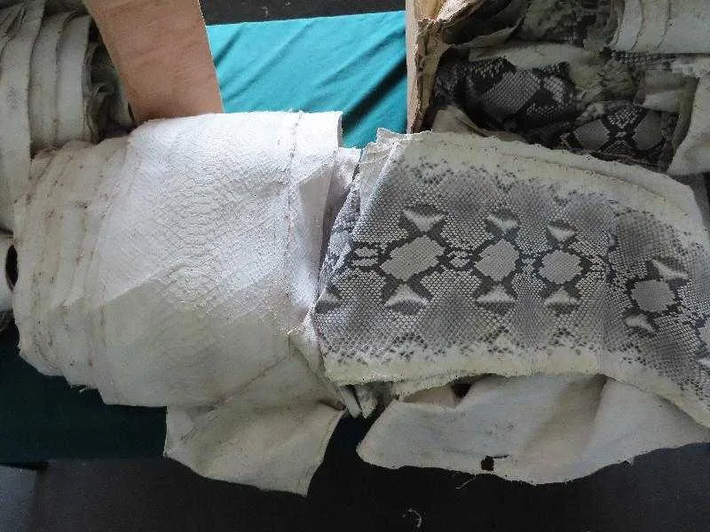 Selundupkan 148 Kulit Ular Asal Indonesia, Seorang Perempuan Ditangkap Bea Cukai Hong Kong