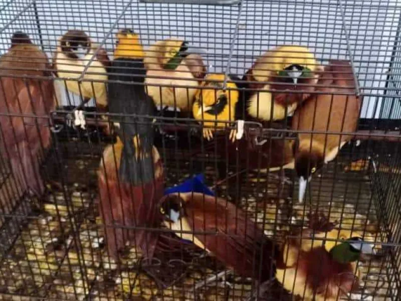 Selundupkan 180 Burung Dilindungi, Pilot Trigana Air Diamankan