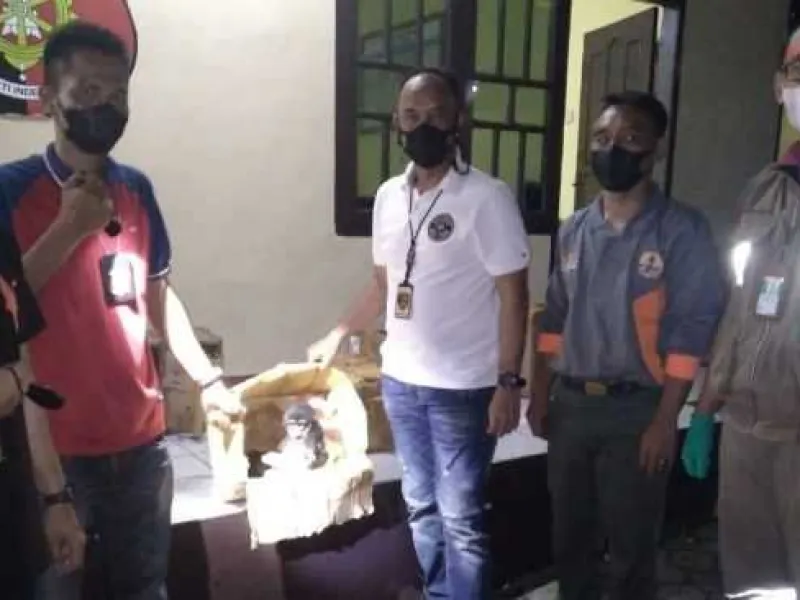 Selundupkan 2 Bayi Siamang, Sopir Bus Diamankan Petugas