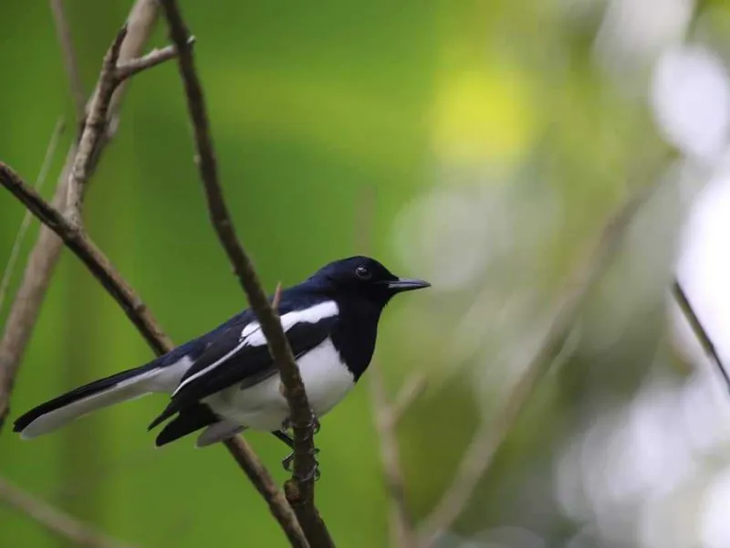 Featured image for Selundupkan Burung Murai ke Malaysia, Seorang Kakek Diamankan Polisi