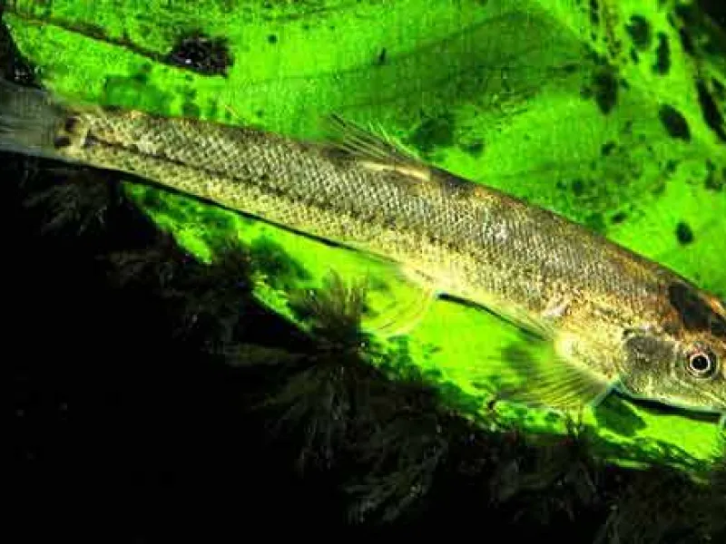 Selusur Maninjau, Ikan Langka yang Sering Dikonsumsi