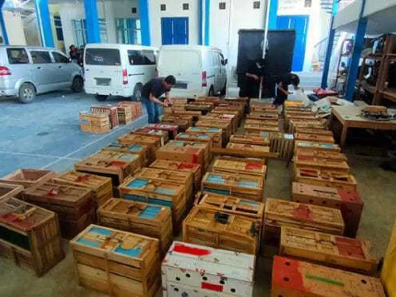 Sempat Berusaha Kabur, Pelaku Penyelundupan Hewan di Aceh Berhasil Ditangkap