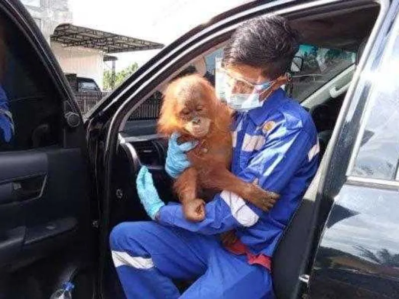 Sempat Jadi Tontonan Warga, Seekor Orangutan Diamankan Polsek Sultan Daulat