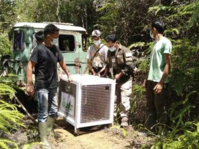 Sempat Terlibat Konflik, 1 Macan Dahan Dilepasliarkan BKSDA Sumbar