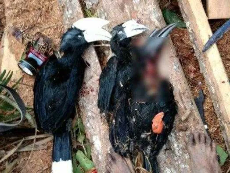 Senapan Gas Dijual Bebas, Pemerintah Harus Lebih Tegas
