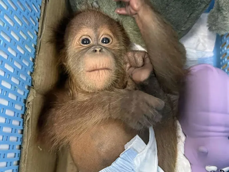 Seorang Pria di Thailand Ditangkap karena Jual Dua Bayi Orangutan
