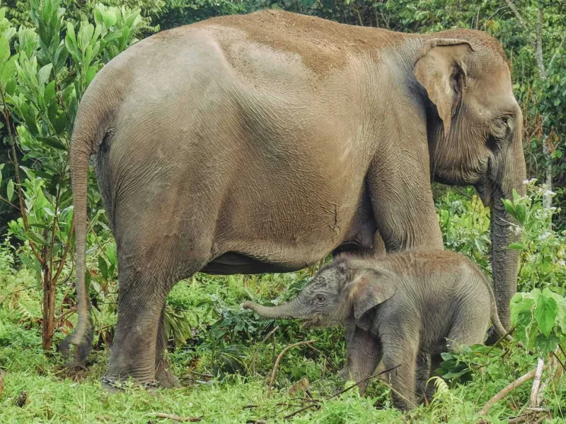 Sepekan Berkeliaran di Dekat Pemukiman, 2 Gajah Liar Dihalau ke Habitatnya